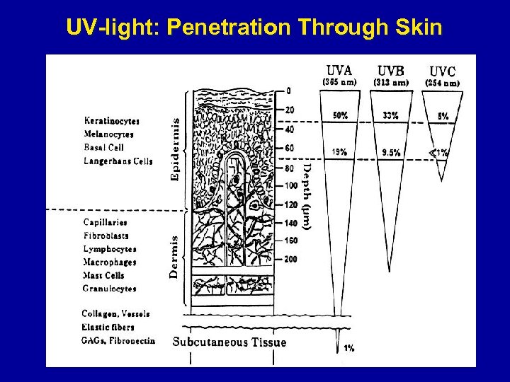 UV-light: Penetration Through Skin 