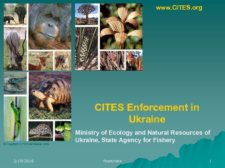 www. CITES. org CITES Enforcement in Ukraine © Copyright CITES Secretariat 2005 3/19/2018 Ministry