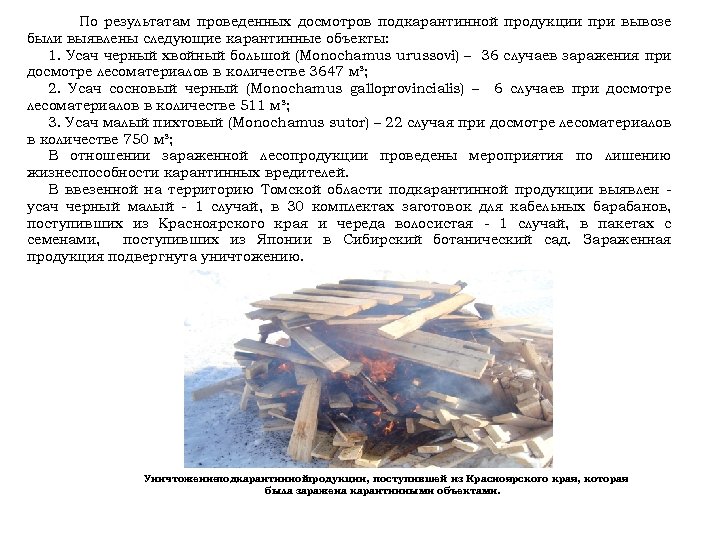 По результатам проведенных досмотров подкарантинной продукции при вывозе были выявлены следующие карантинные объекты: 1.