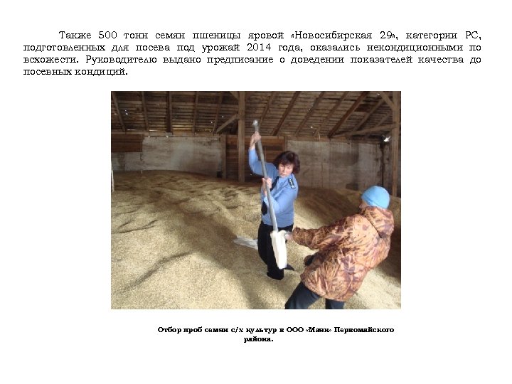 Также 500 тонн семян пшеницы яровой «Новосибирская 29» , категории РС, подготовленных для посева