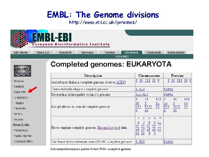 EMBL: The Genome divisions http: //www. ebi. ac. uk/genomes/ Schizosaccharomyces pombe strain 972 h-