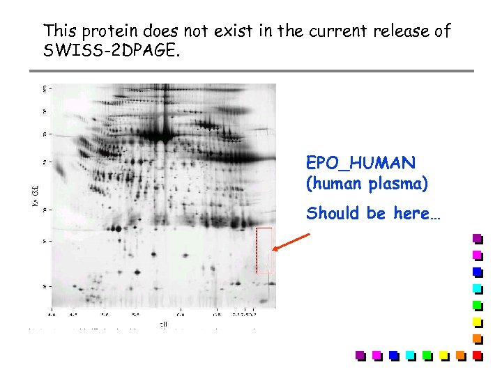 This protein does not exist in the current release of SWISS-2 DPAGE. EPO_HUMAN (human