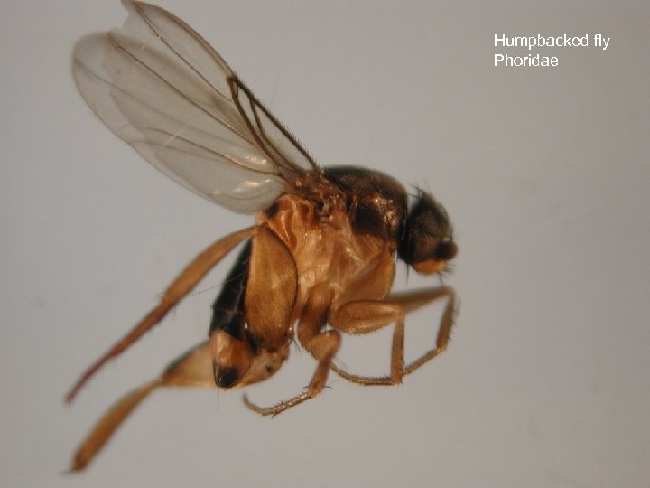 Humpbacked fly Phoridae 