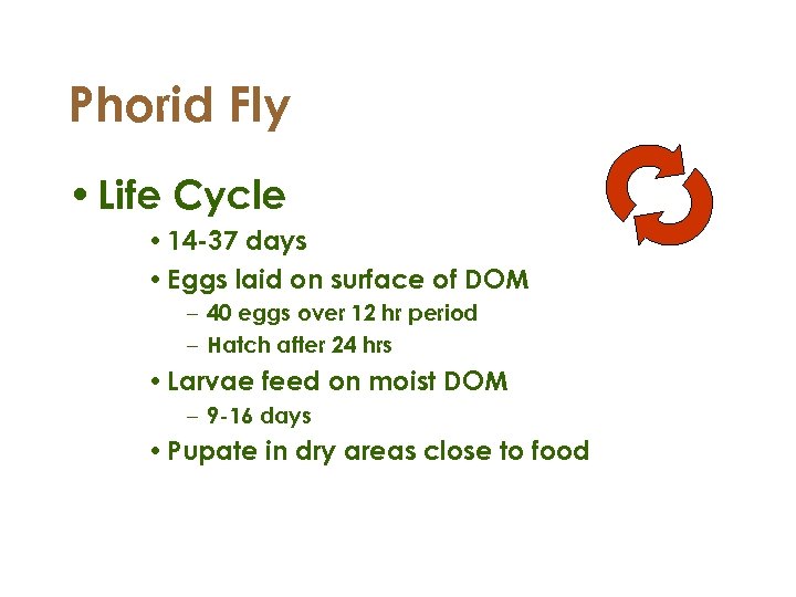 Phorid Fly • Life Cycle • 14 -37 days • Eggs laid on surface