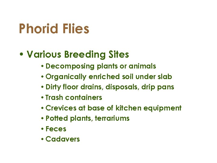 Phorid Flies • Various Breeding Sites • Decomposing plants or animals • Organically enriched