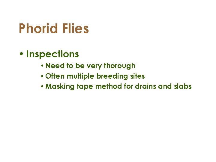 Phorid Flies • Inspections • Need to be very thorough • Often multiple breeding