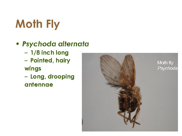 Moth Fly • Psychoda alternata – 1/8 inch long – Pointed, hairy wings –