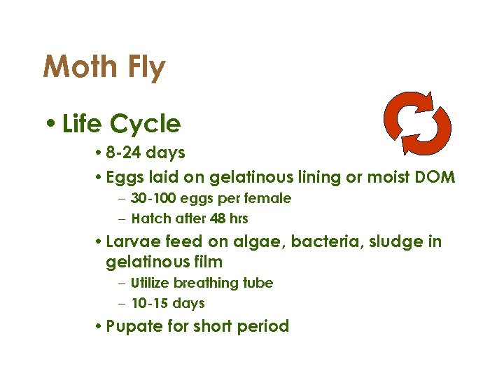 Moth Fly • Life Cycle • 8 -24 days • Eggs laid on gelatinous