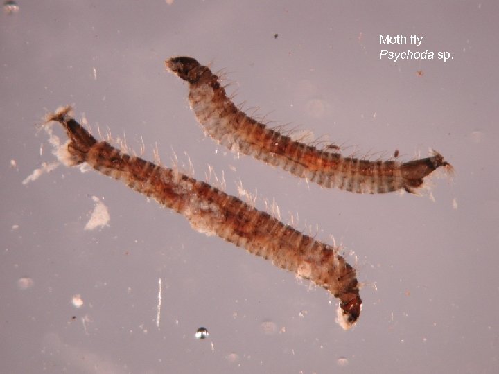 Moth fly Psychoda sp. 