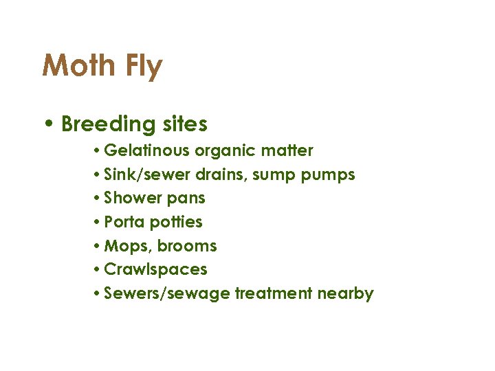 Moth Fly • Breeding sites • Gelatinous organic matter • Sink/sewer drains, sump pumps