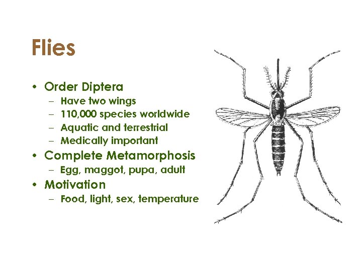 Flies • Order Diptera – – Have two wings 110, 000 species worldwide Aquatic