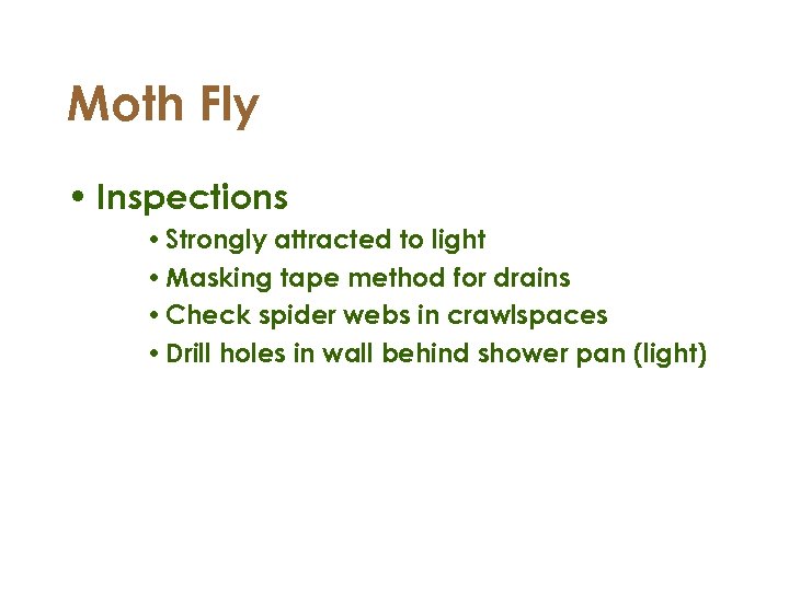 Moth Fly • Inspections • Strongly attracted to light • Masking tape method for