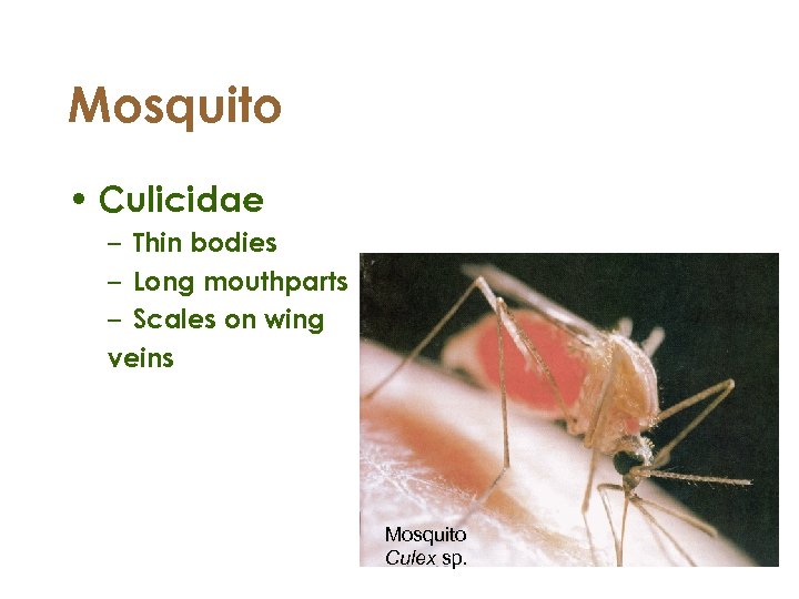 Mosquito • Culicidae – Thin bodies – Long mouthparts – Scales on wing veins