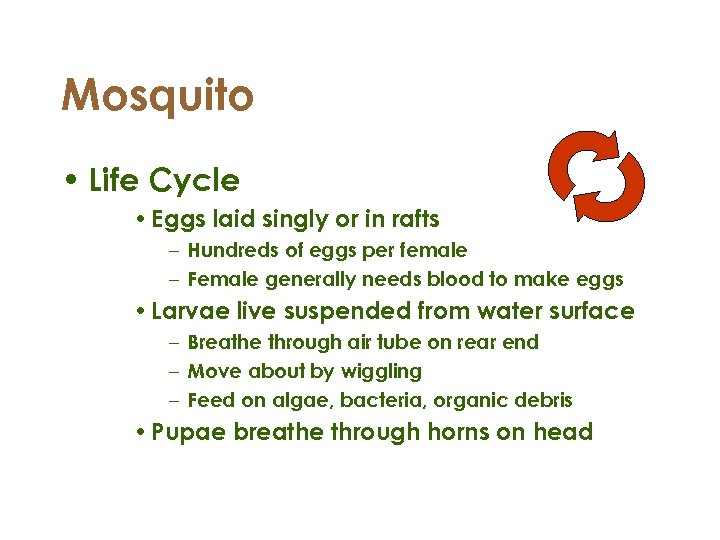 Mosquito • Life Cycle • Eggs laid singly or in rafts – Hundreds of