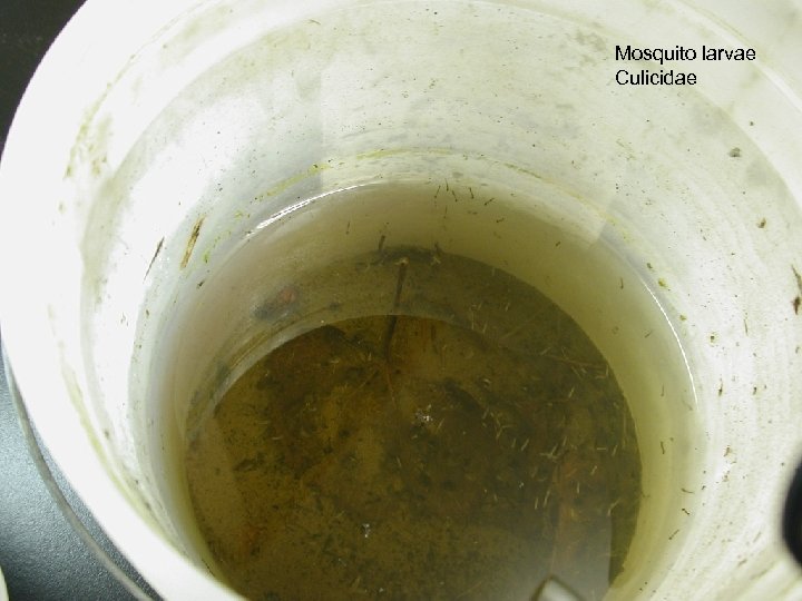 Mosquito larvae Culicidae 
