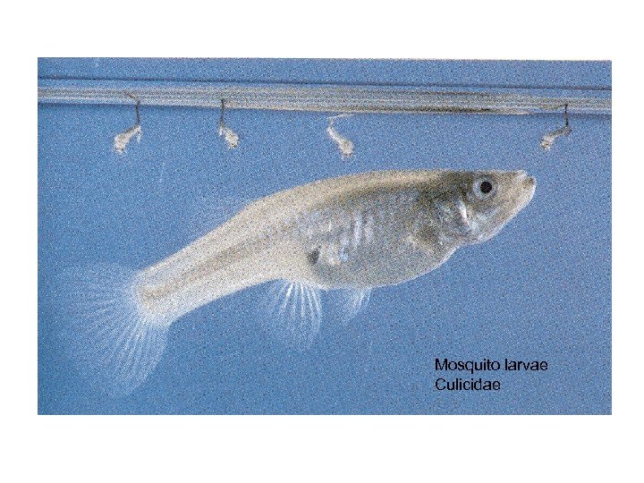 Mosquito larvae Culicidae 