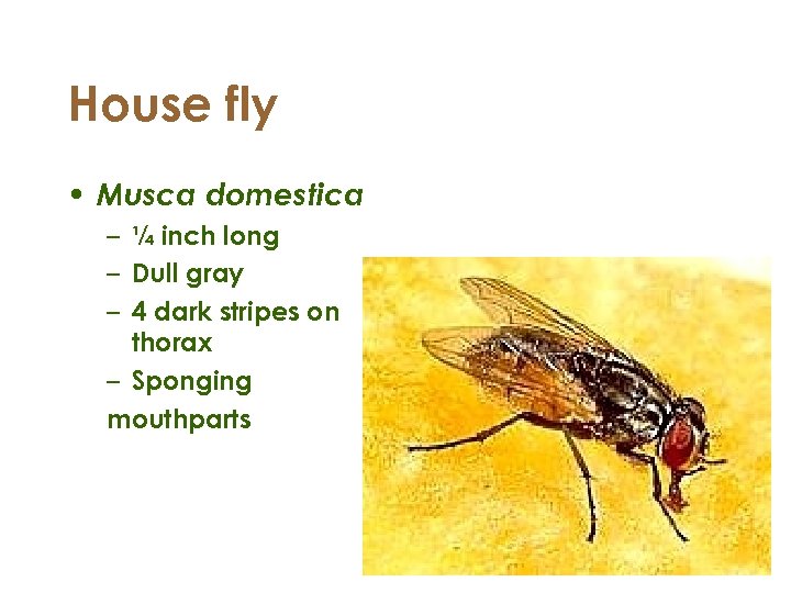 House fly • Musca domestica – ¼ inch long – Dull gray – 4