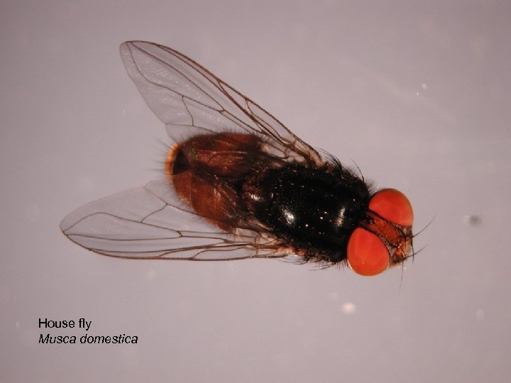 House fly Musca domestica 