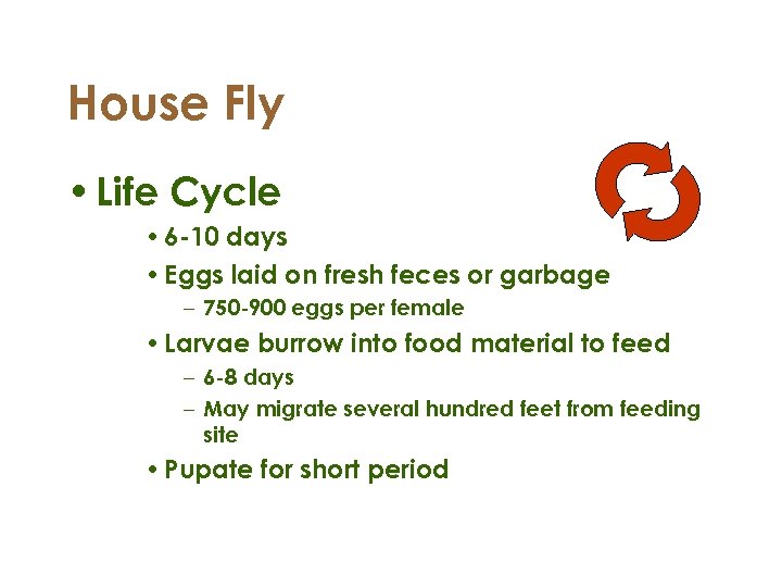 House Fly • Life Cycle • 6 -10 days • Eggs laid on fresh