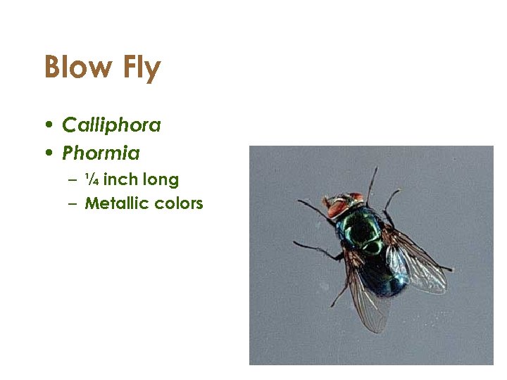 Blow Fly • Calliphora • Phormia – ¼ inch long – Metallic colors 