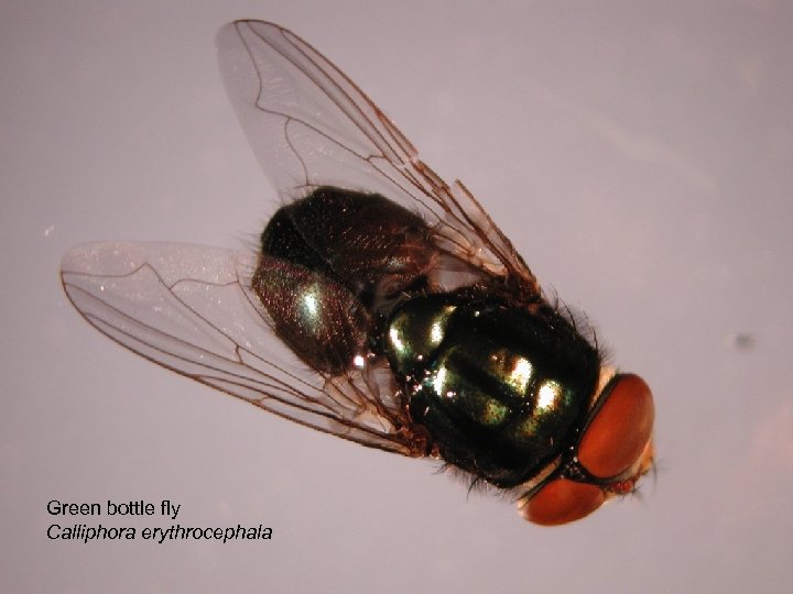 Green bottle fly Calliphora erythrocephala 