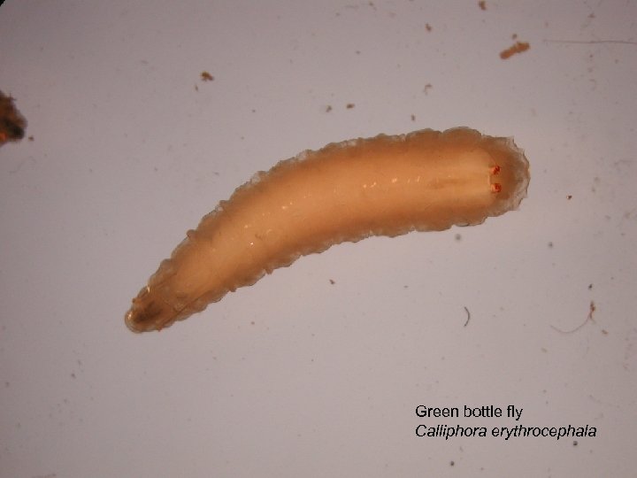 Green bottle fly Calliphora erythrocephala 
