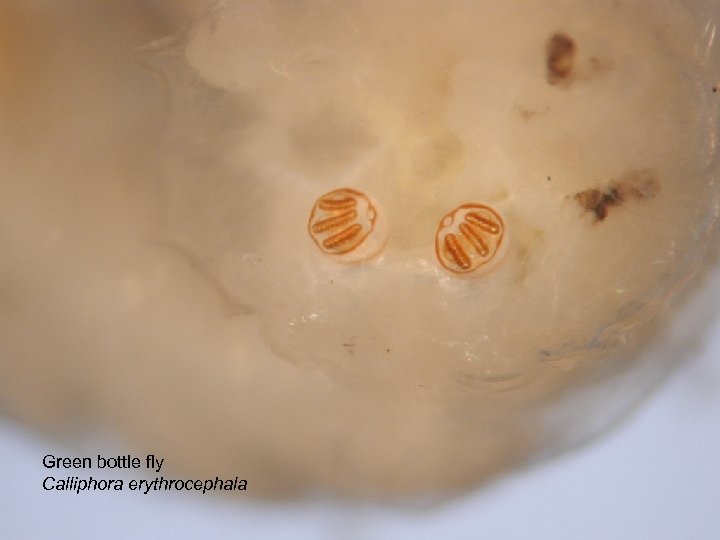 Green bottle fly Calliphora erythrocephala 