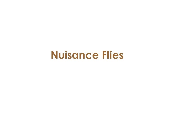 Nuisance Flies 