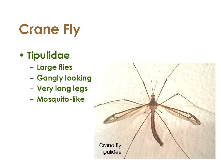 Crane Fly • Tipulidae – – Large flies Gangly looking Very long legs Mosquito-like