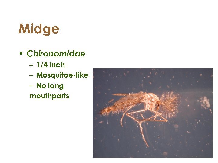 Midge • Chironomidae – 1/4 inch – Mosquitoe-like – No long mouthparts 