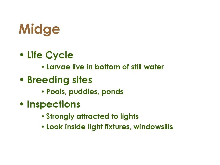 Midge • Life Cycle • Larvae live in bottom of still water • Breeding