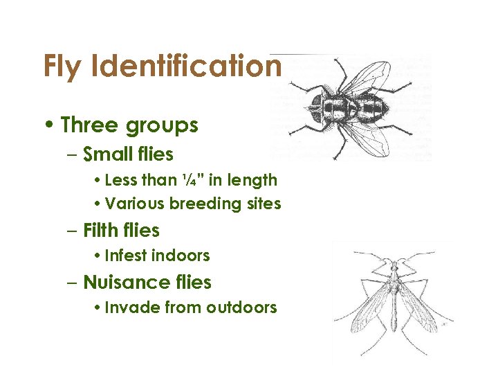 Fly Identification • Three groups – Small flies • Less than ¼” in length