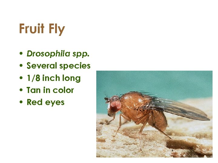 Fruit Fly • • • Drosophila spp. Several species 1/8 inch long Tan in