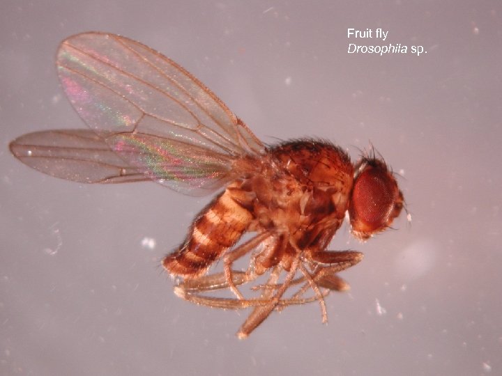 Fruit fly Drosophila sp. 