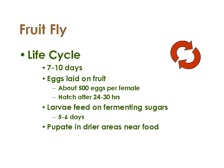 Fruit Fly • Life Cycle • 7 -10 days • Eggs laid on fruit
