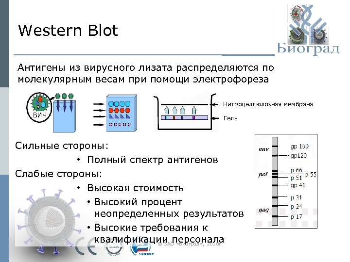 На изображении представлены результаты вестерн блоттинга. Иммуноблот. ПЦР кровь на боррелиоз. Вестерн блоттинг. Реакция иммунного блоттинга.