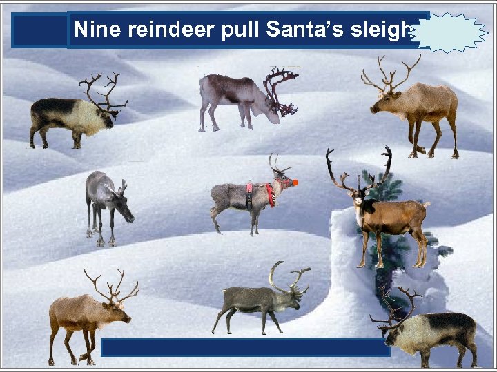 Nine reindeer pull Santa’s sleigh. 