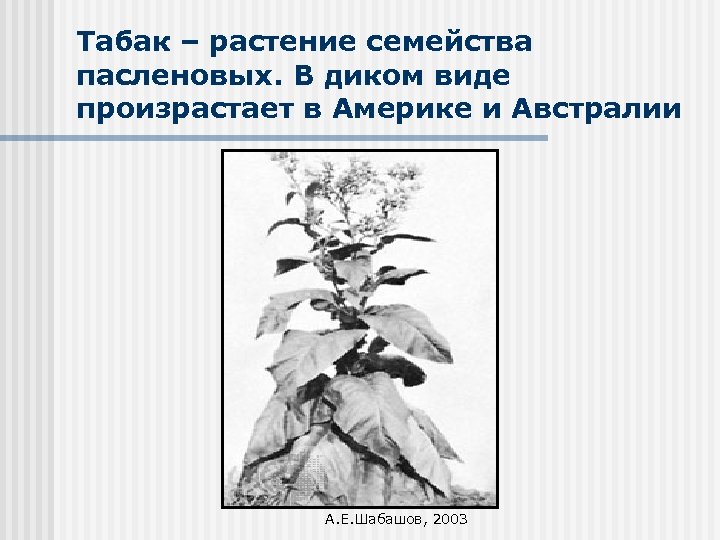 Табак – растение семейства пасленовых. В диком виде произрастает в Америке и Австралии А.