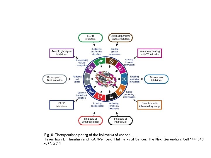 Fig. 6. Therapeutic targeting of the hallmarks of cancer. Taken from D. Hanahan and