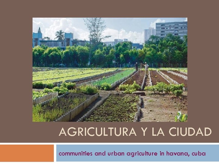AGRICULTURA Y LA CIUDAD communities and urban agriculture in havana, cuba 