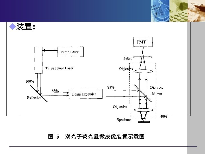 u装置: 图 5 双光子荧光显微成像装置示意图 