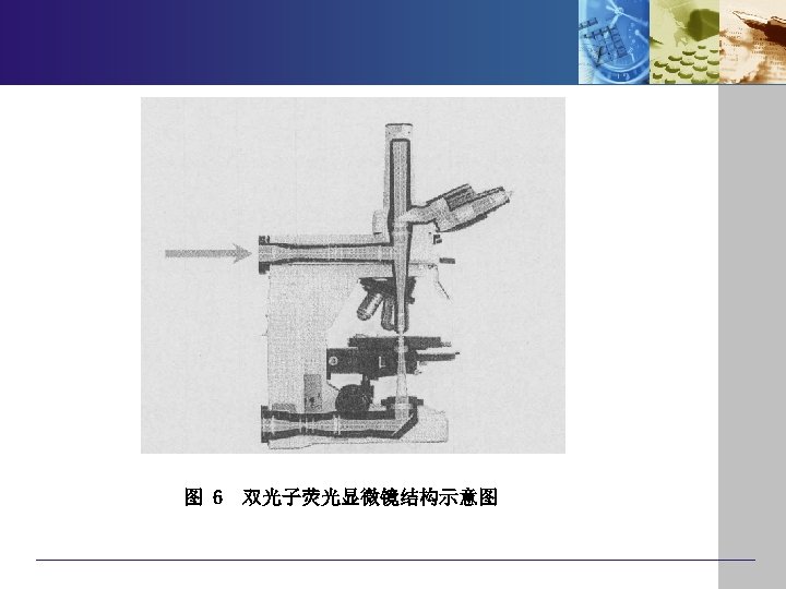 图 6 双光子荧光显微镜结构示意图 