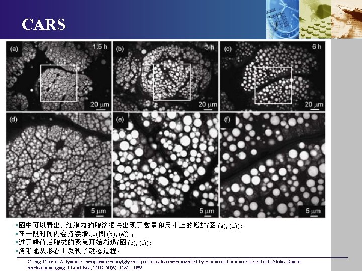 CARS §图中可以看出, 细胞内的脂滴很快出现了数量和尺寸上的增加(图 (a), (d))； §在一段时间内会持续增加(图 (b), (e)) ； §过了峰值后脂类的聚集开始消退(图 (c), (f))； §清晰地从形态上反映了动态过程。 Cheng