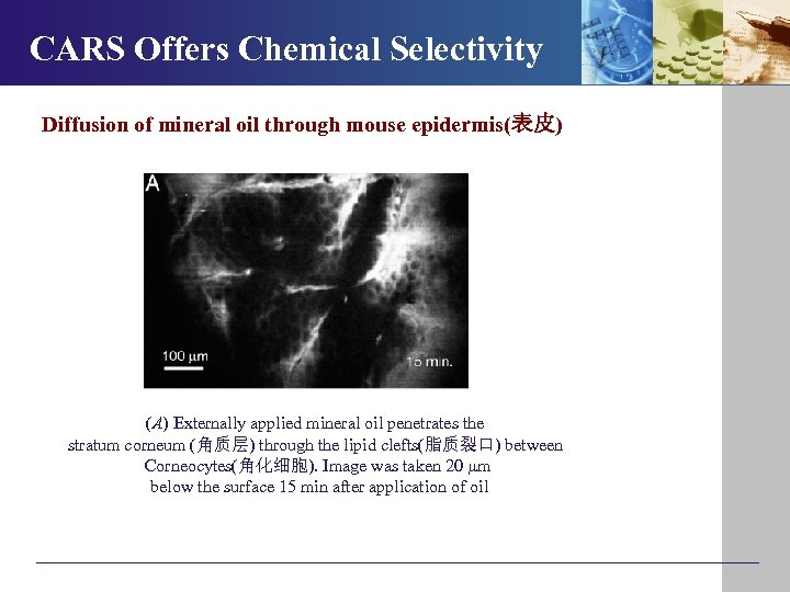 CARS Offers Chemical Selectivity Diffusion of mineral oil through mouse epidermis(表皮) (A) Externally applied