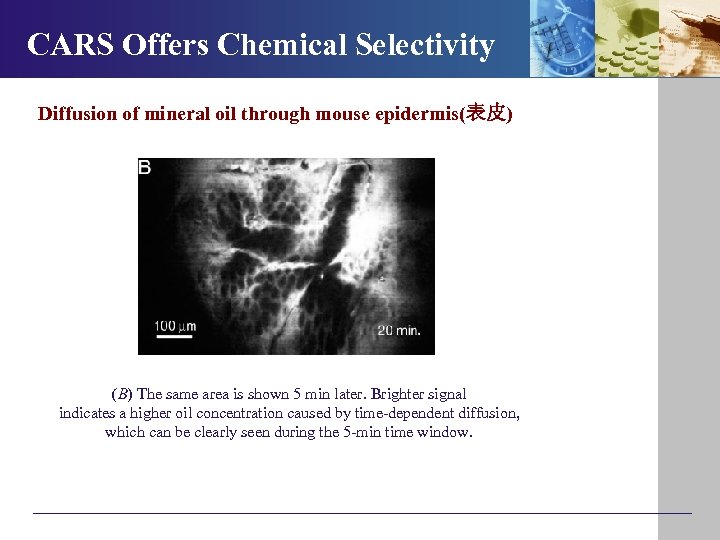 CARS Offers Chemical Selectivity Diffusion of mineral oil through mouse epidermis(表皮) (B) The same