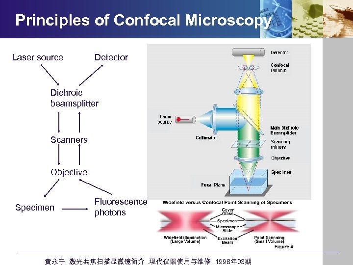 Principles of Confocal Microscopy Laser source Detector Dichroic beamsplitter Scanners Objective Specimen Fluorescence photons