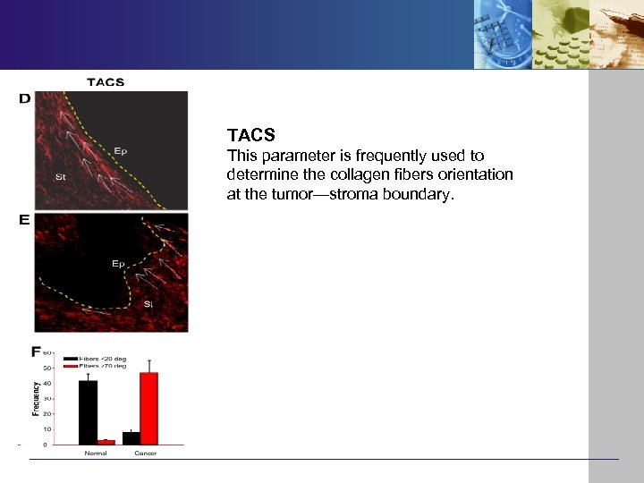 TACS This parameter is frequently used to determine the collagen fibers orientation at the