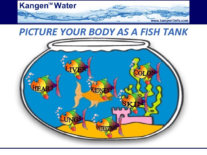 PICTURE YOUR BODY AS A FISH TANK 