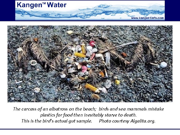 The carcass of an albatross on the beach; birds and sea mammals mistake plastics