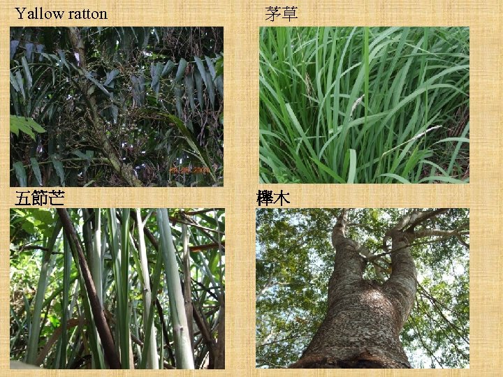 Yallow ratton 五節芒 茅草 櫸木 